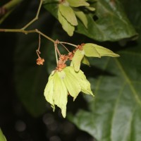 Berrya cordifolia (Willd.) Burret